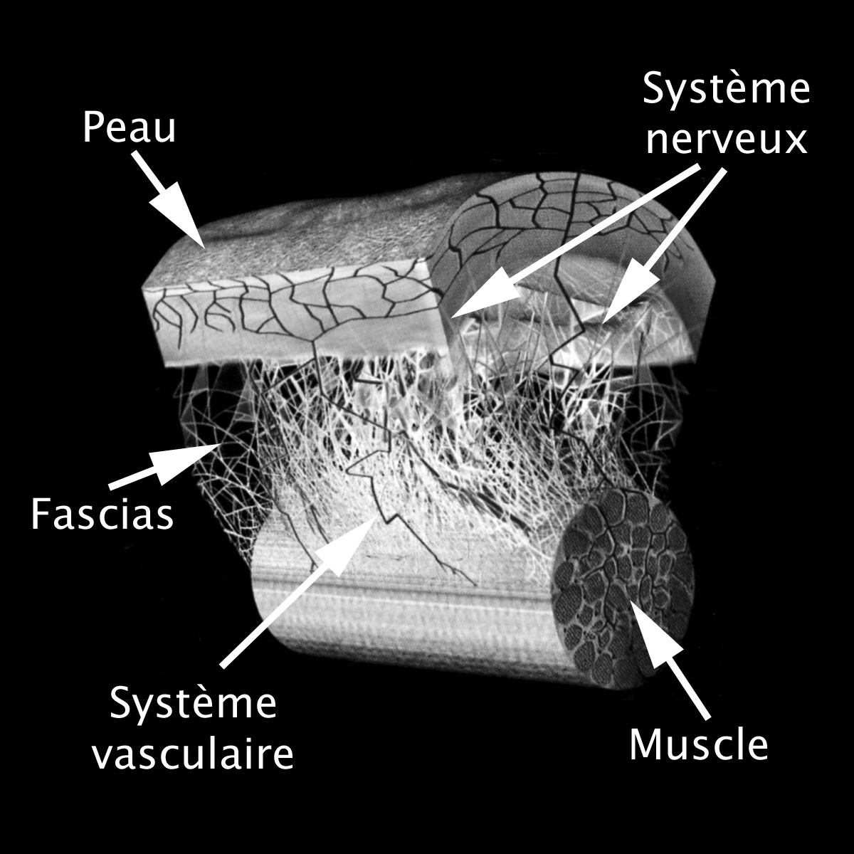 L'intérêt du traitement des fascias.