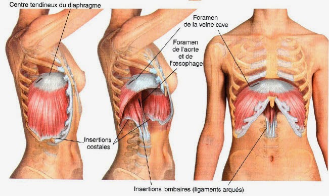 Le diaphragme peut perturber la posture et occasionner des ...